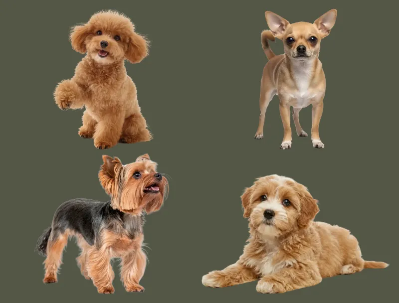 A Toy Poodle, a Chihuahua, a Yorkshire Terrier and a Maltipoo puppy.