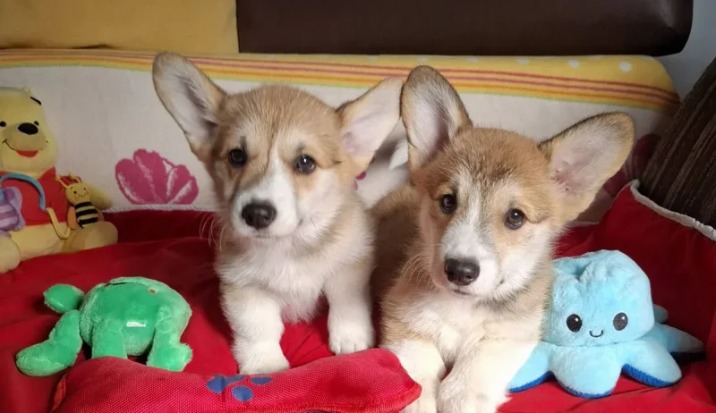 Welsh Corgi Pembroke puppies