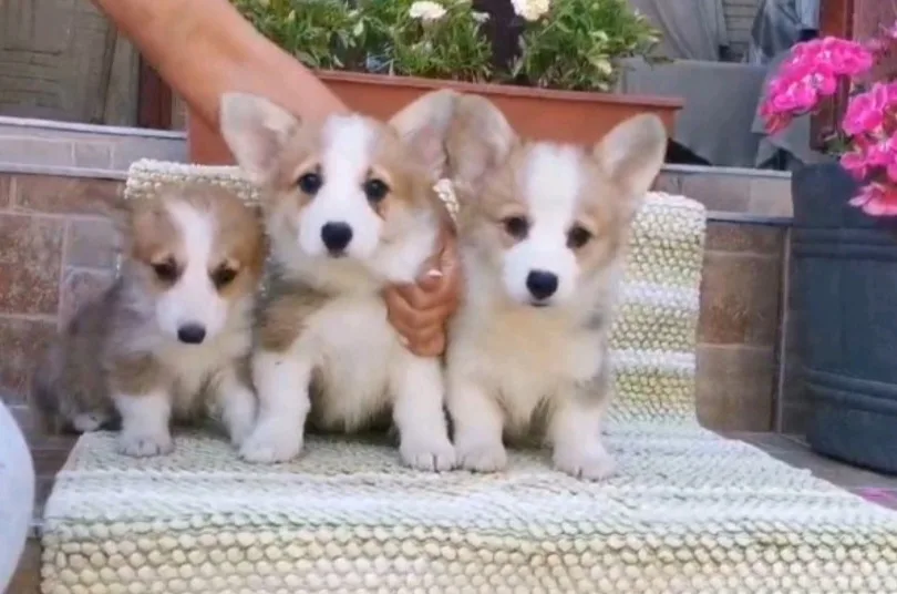 Welsh Corgi Pembroke puppies