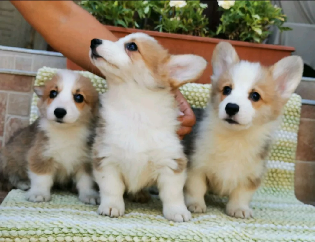Welsh Corgi Pembroke puppies 2