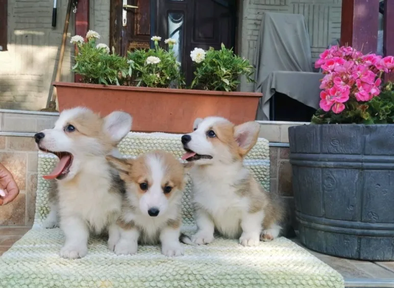 Welsh Corgi Pembroke puppies 3