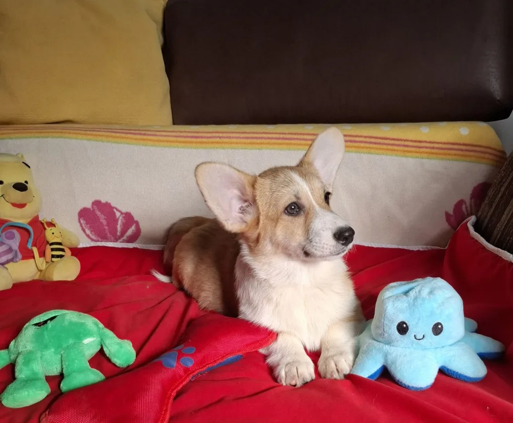 Welsh Corgi Pembroke puppies 5