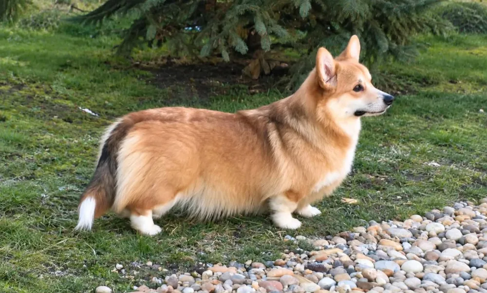 Welsh Corgi Pembroke puppies 6