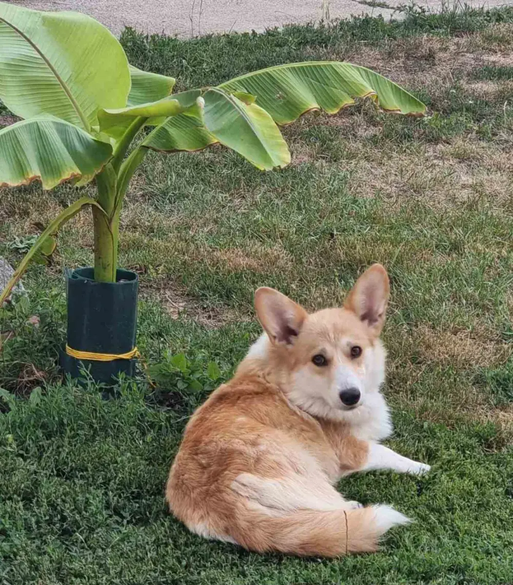 Welsh Corgi Pembroke puppies 7
