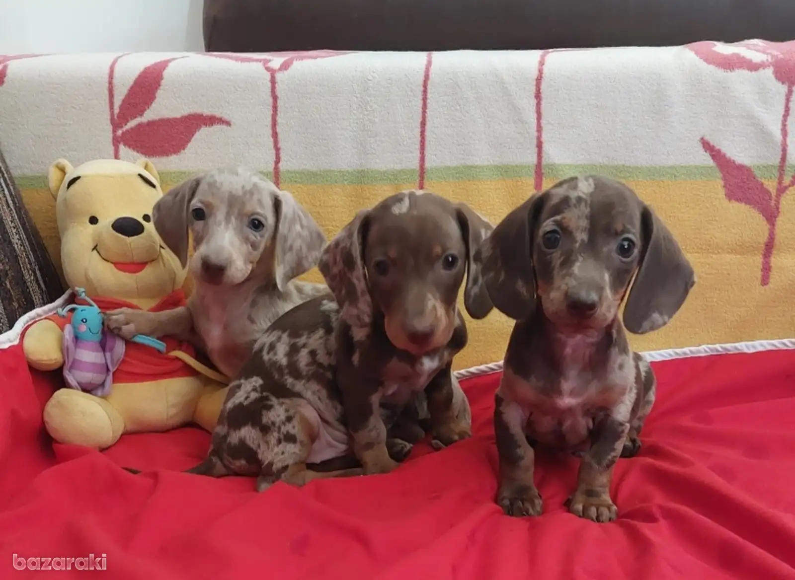 Miniature Dachshund puppies