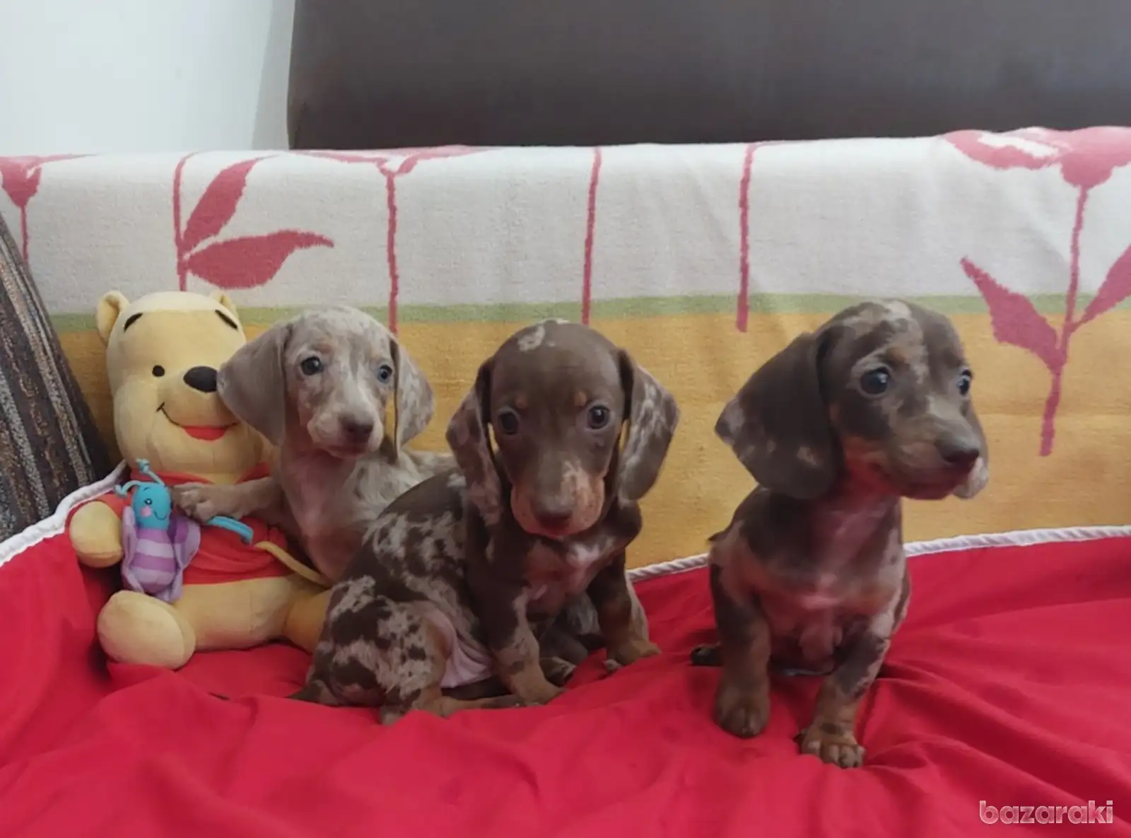 Miniature Dachshund puppies 2