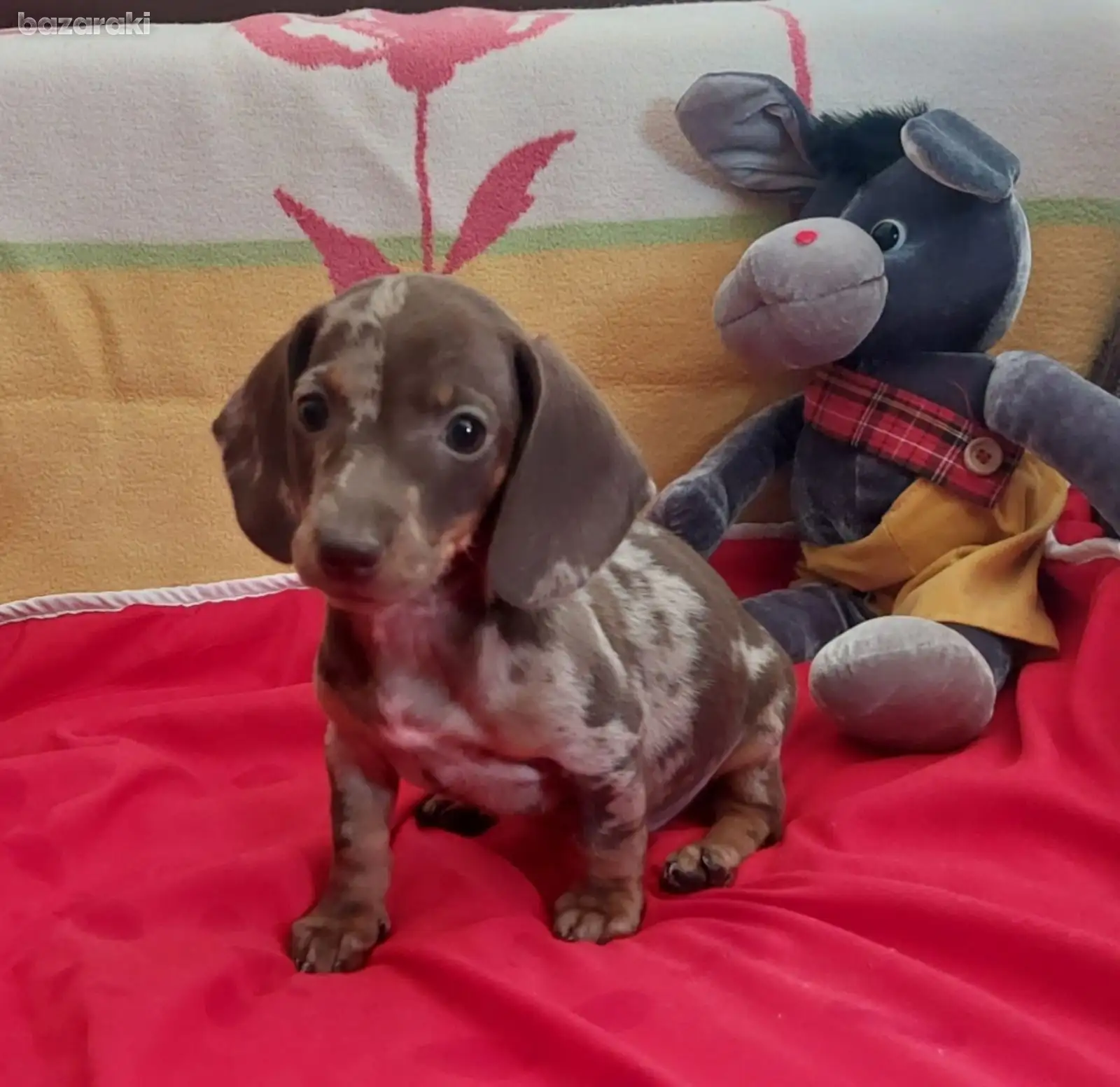 Miniature Dachshund puppies 3