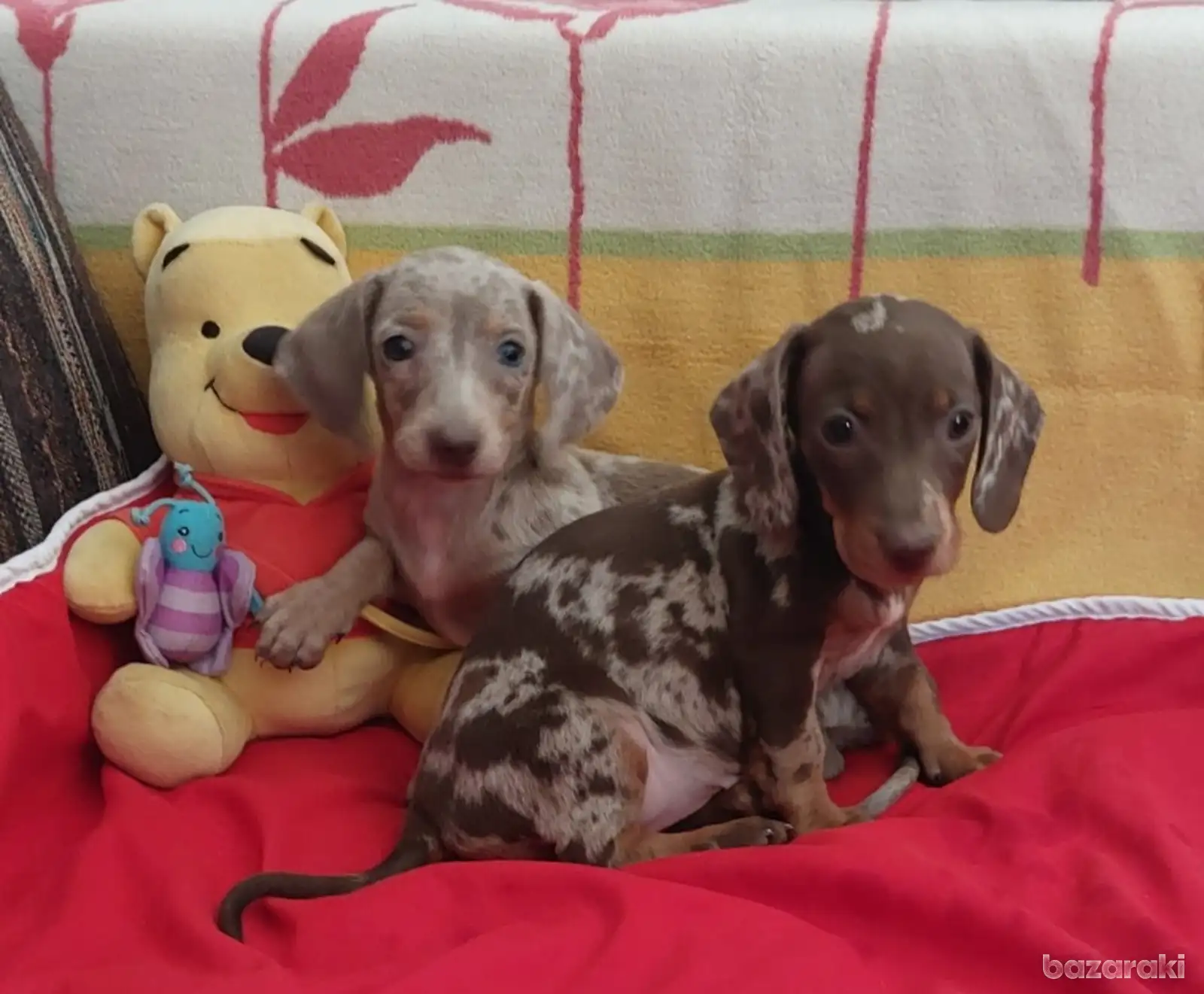 Miniature Dachshund puppies 4