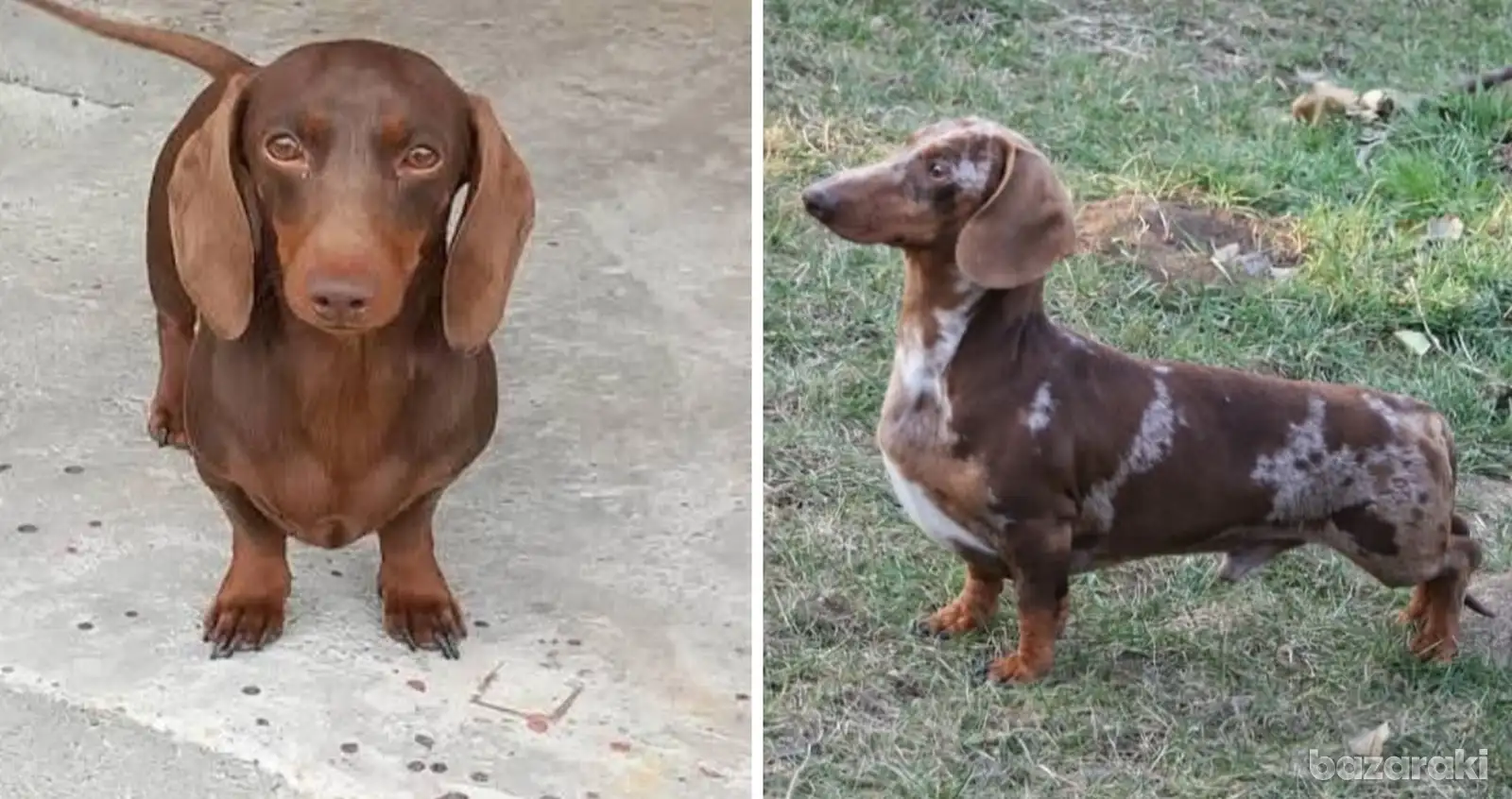 Miniature Dachshund puppies 5