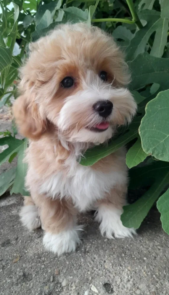 Maltipoo puppies
