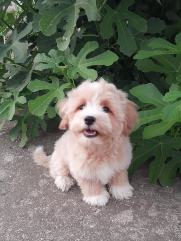 Maltipoo puppies 2