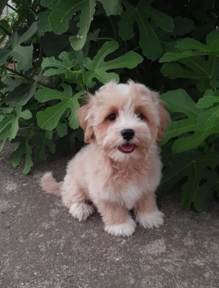 Maltipoo puppies 3