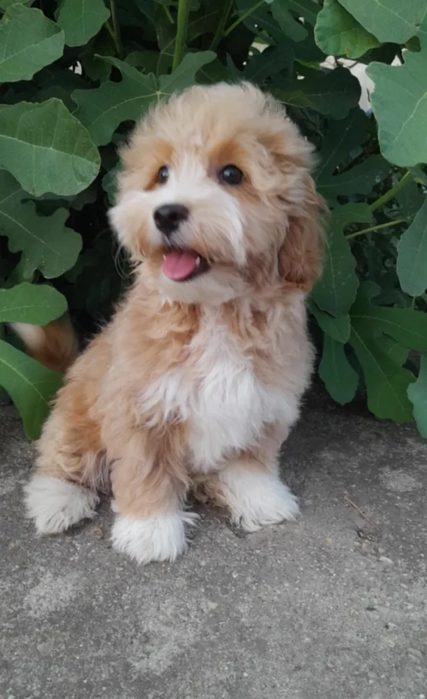 Maltipoo puppies 4