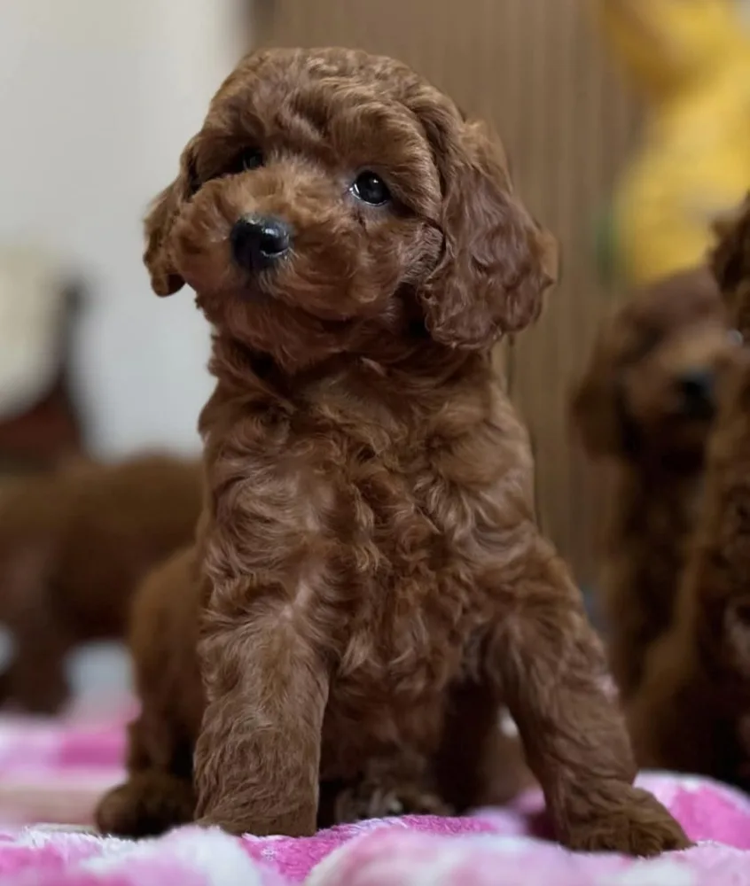 Miniature Poodle puppies 2