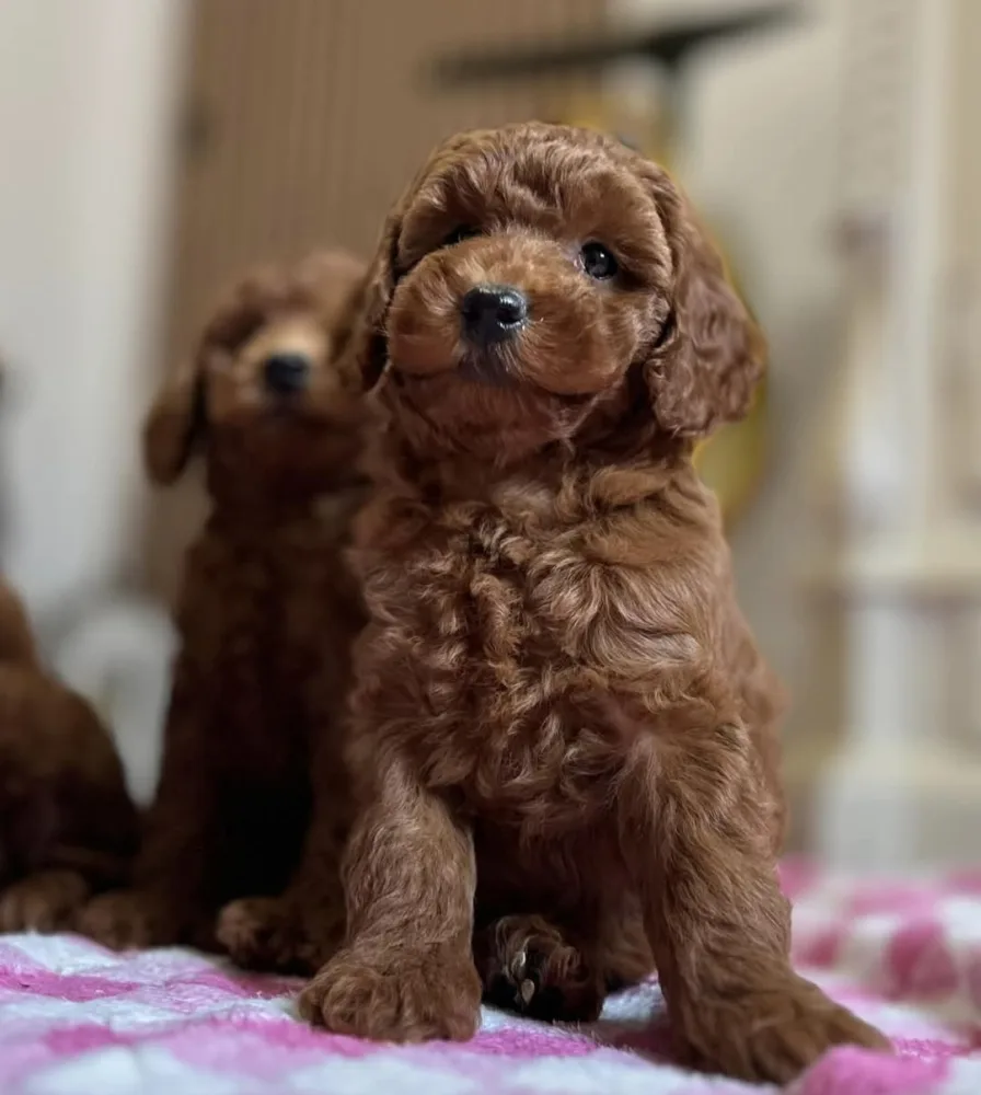 Miniature Poodle puppies 3