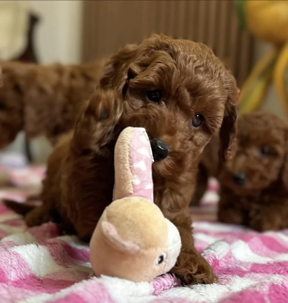 Miniature Poodle puppies 4