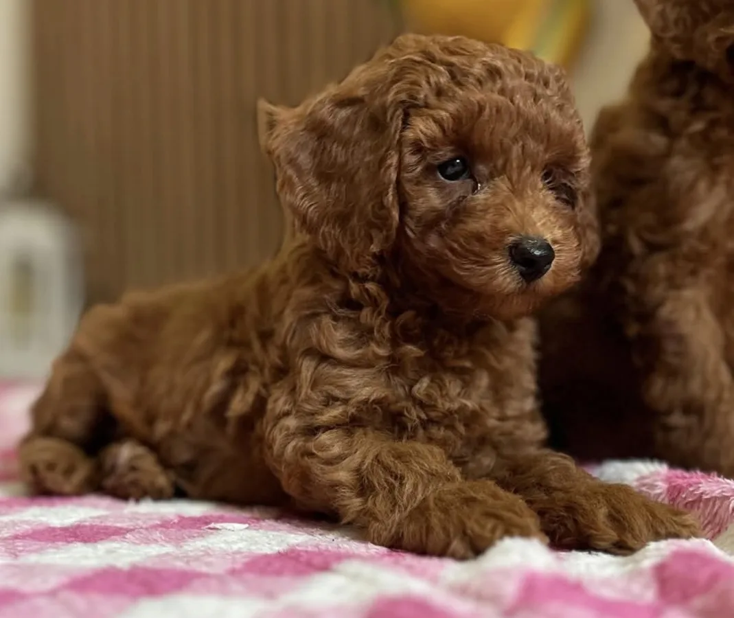 Miniature Poodle puppies 5