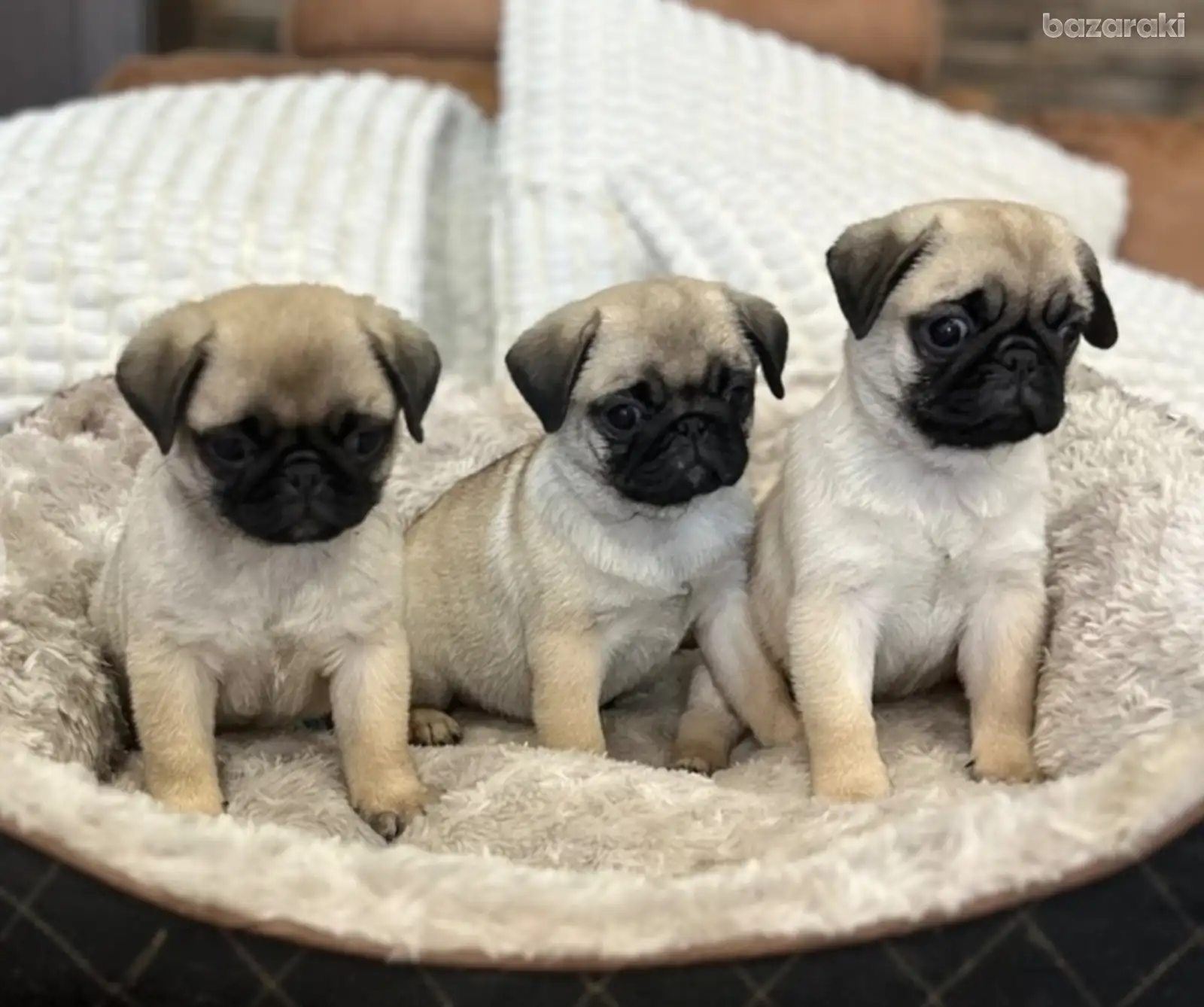 Pug female puppies in Cyprus