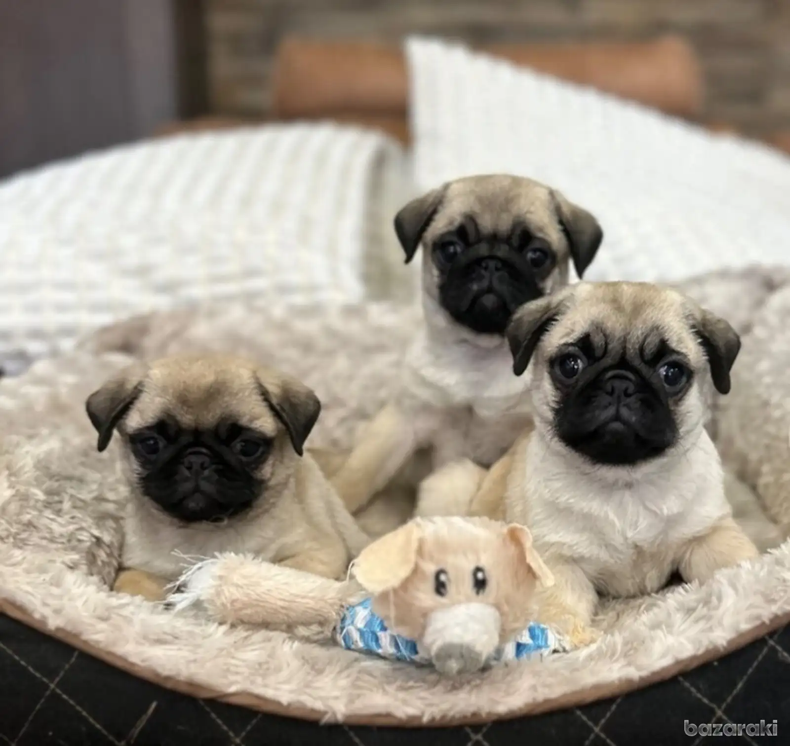 Pug female puppy — photo 2