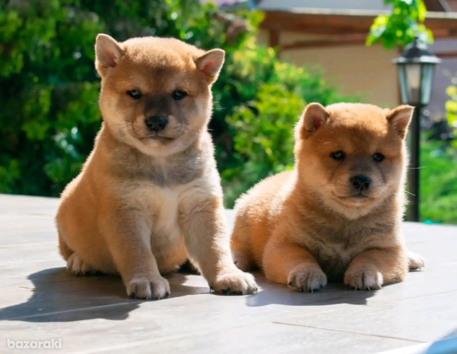 Shiba Inu puppies in Cyprus