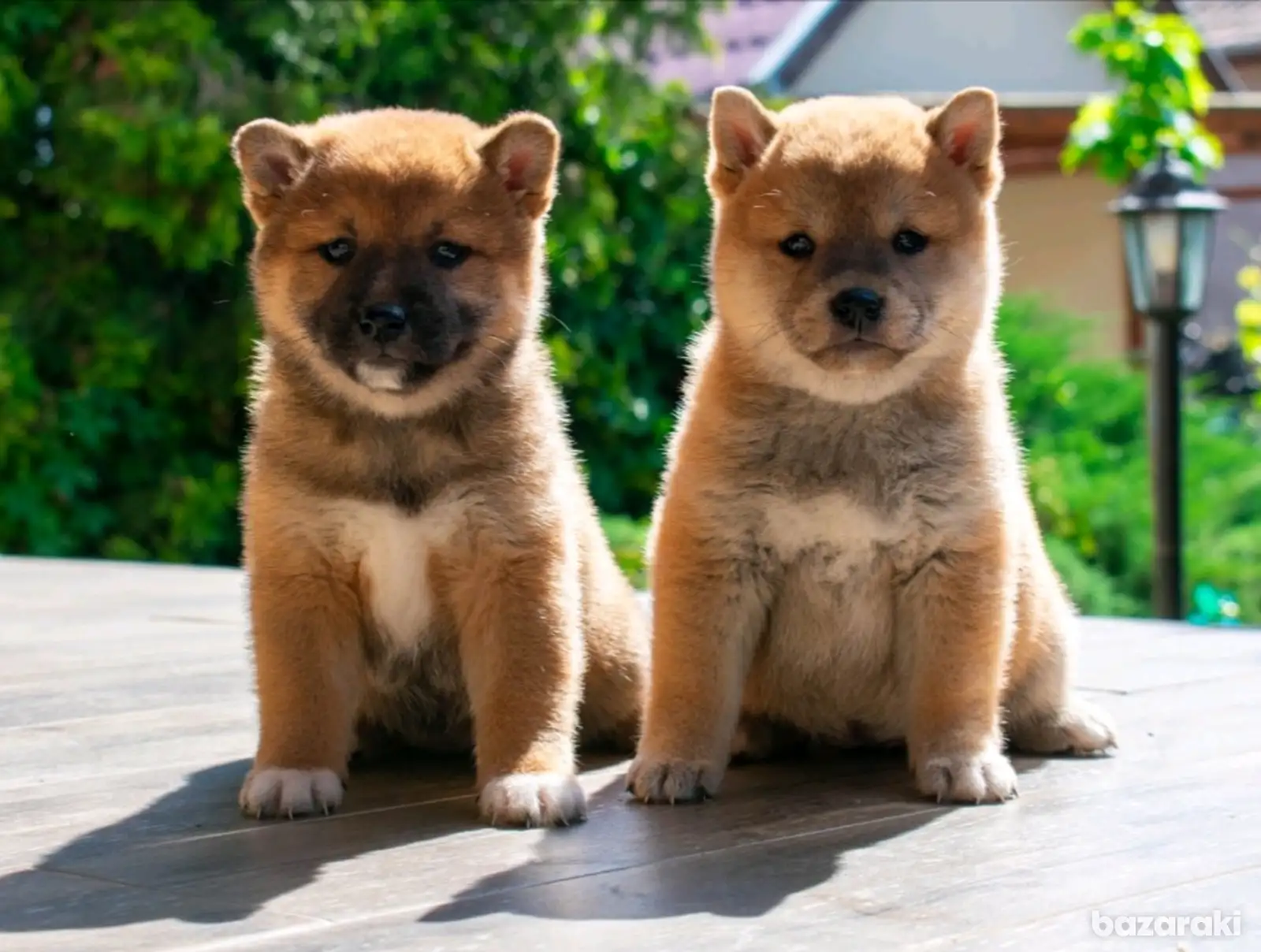 Shiba Inu puppy — photo 2