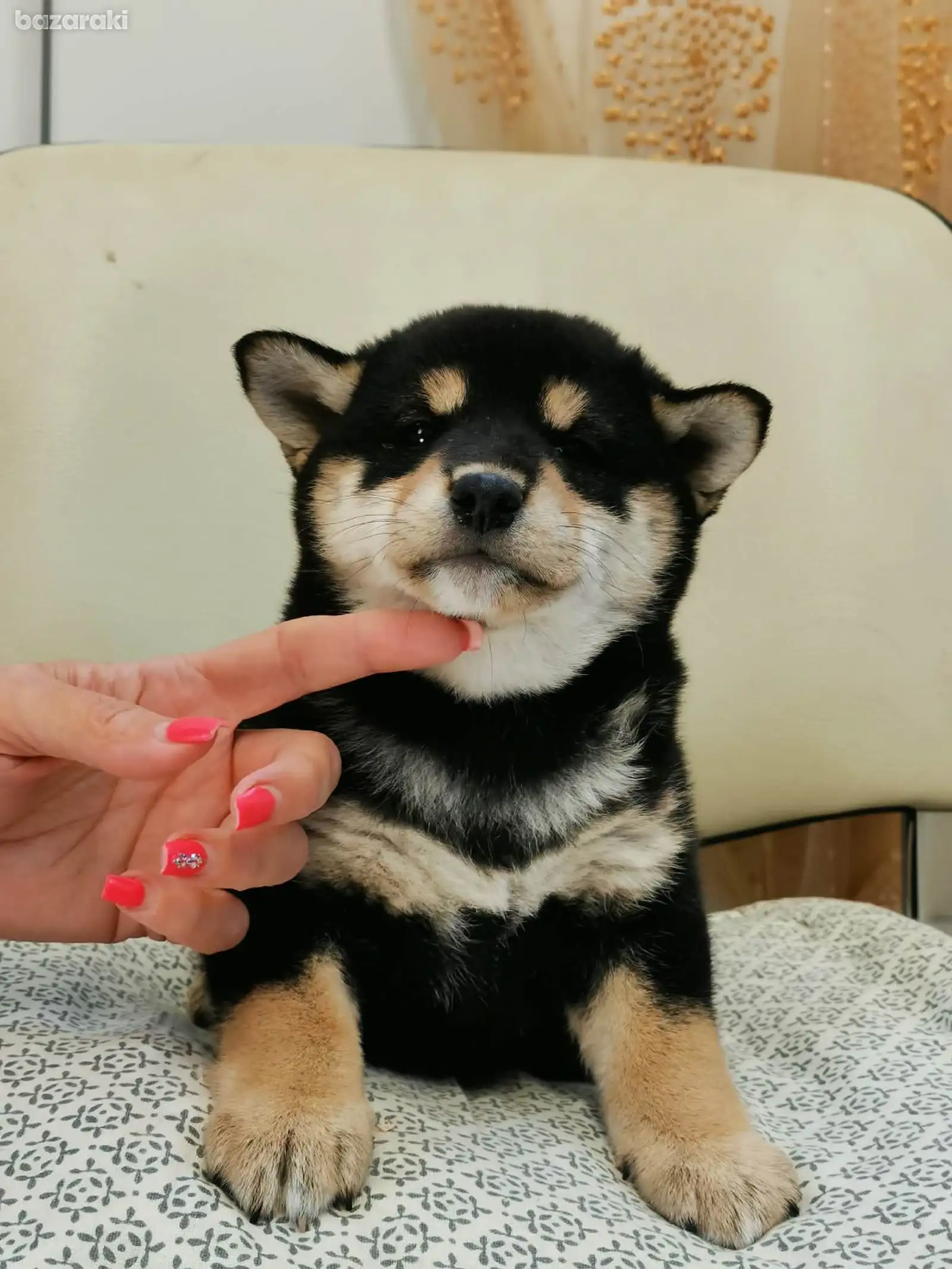 Shiba Inu puppy — photo 3