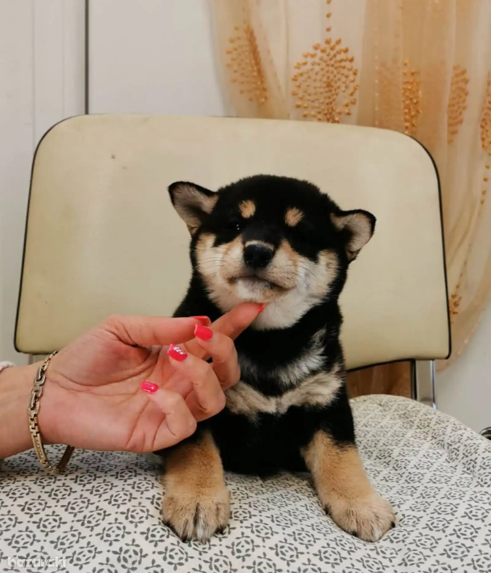Shiba Inu puppy — photo 4