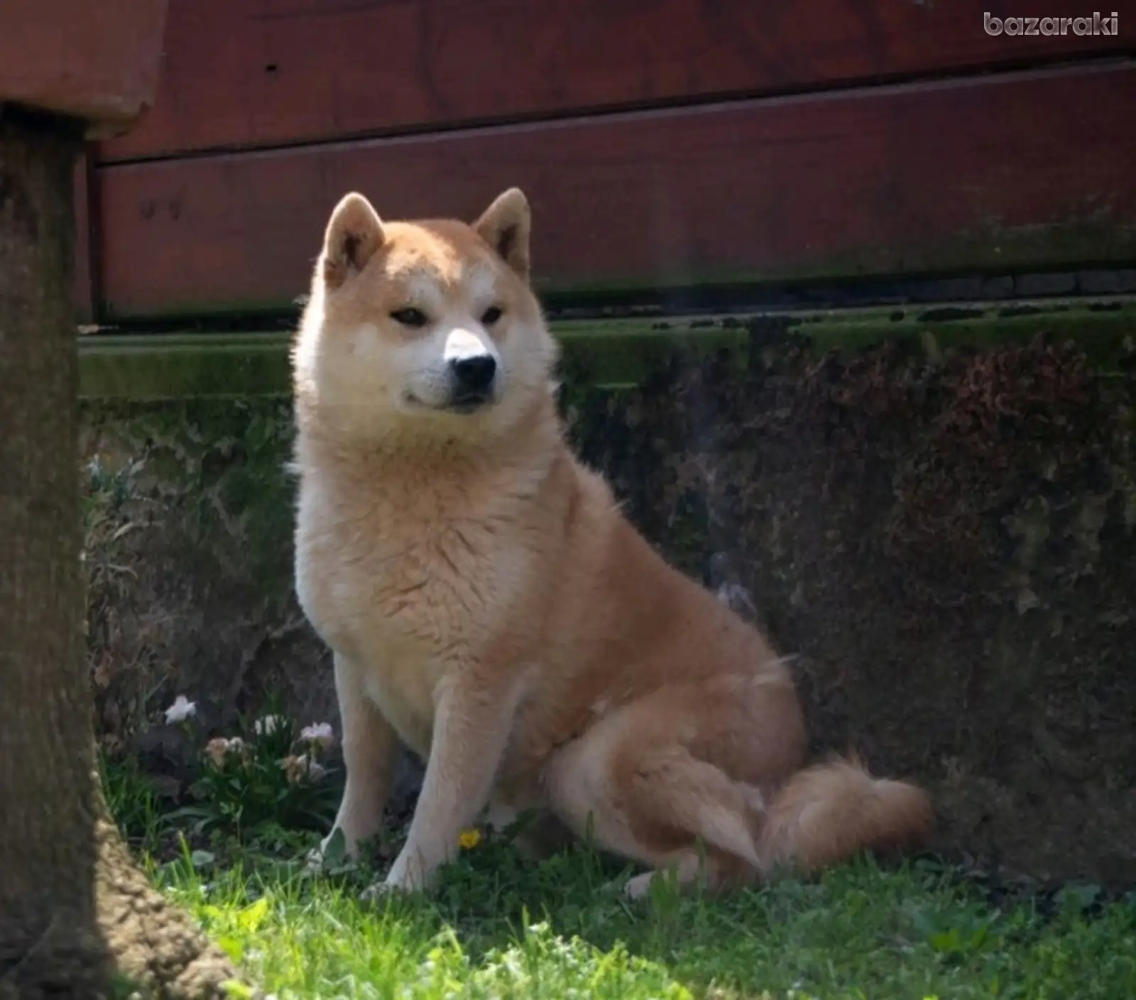 Shiba Inu — parent dog