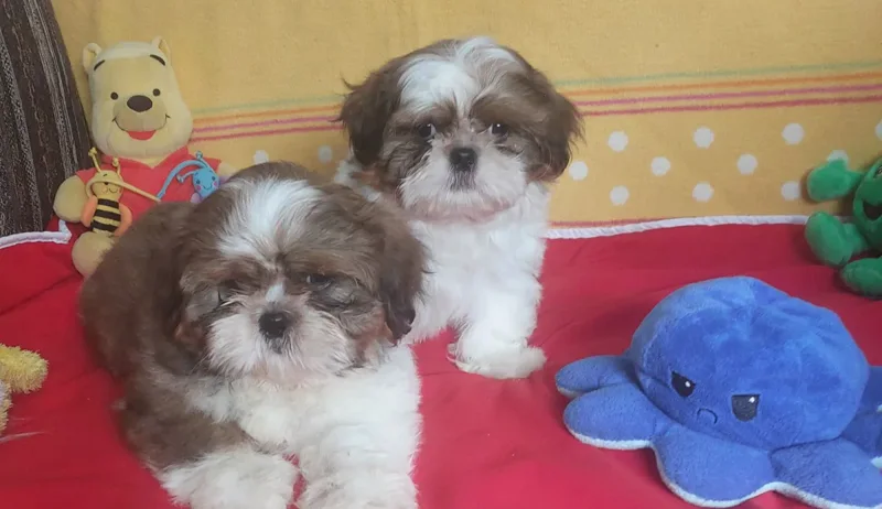 Shih Tzu puppies