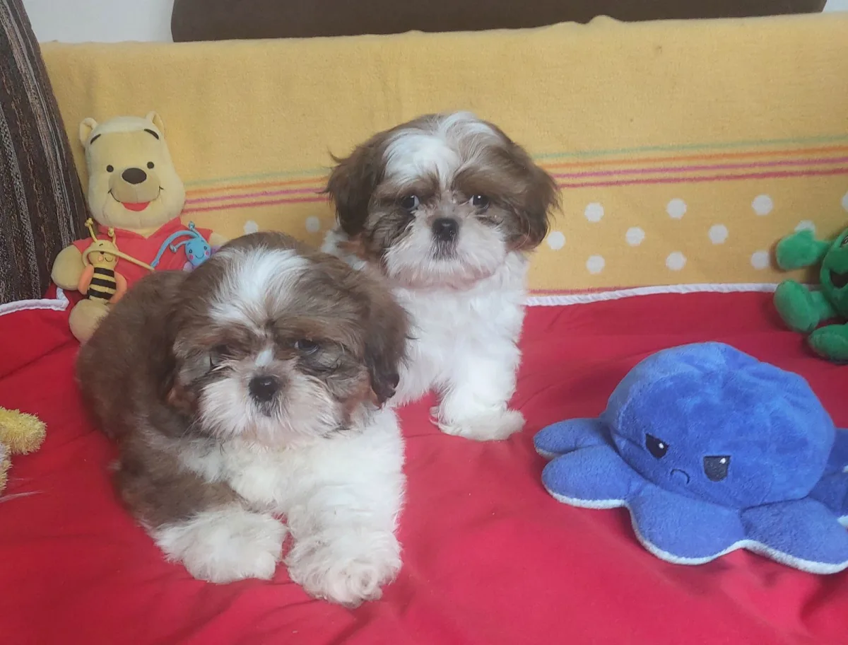 Shih Tzu puppies