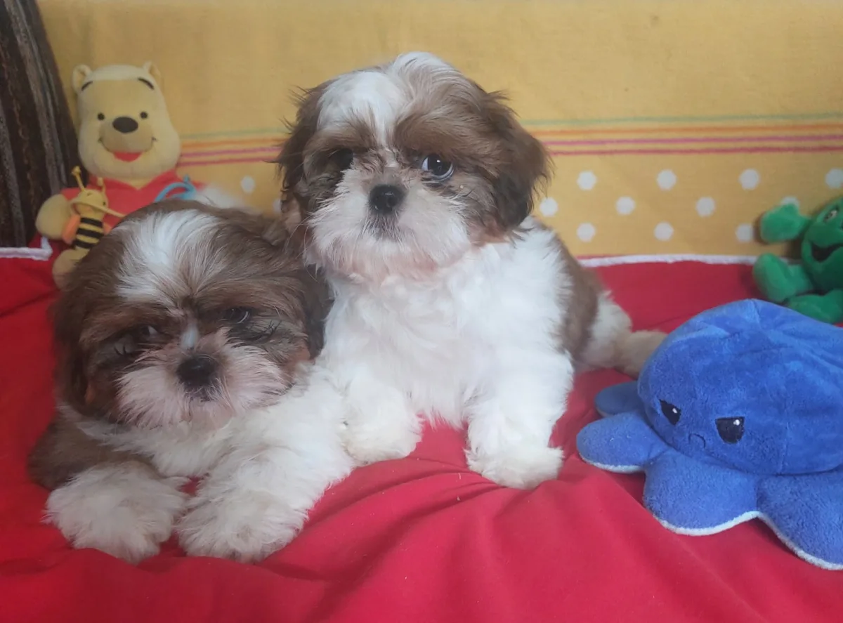 Shih Tzu puppies 2