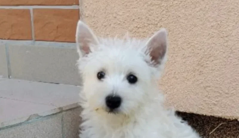 West Highland White Terrier puppies