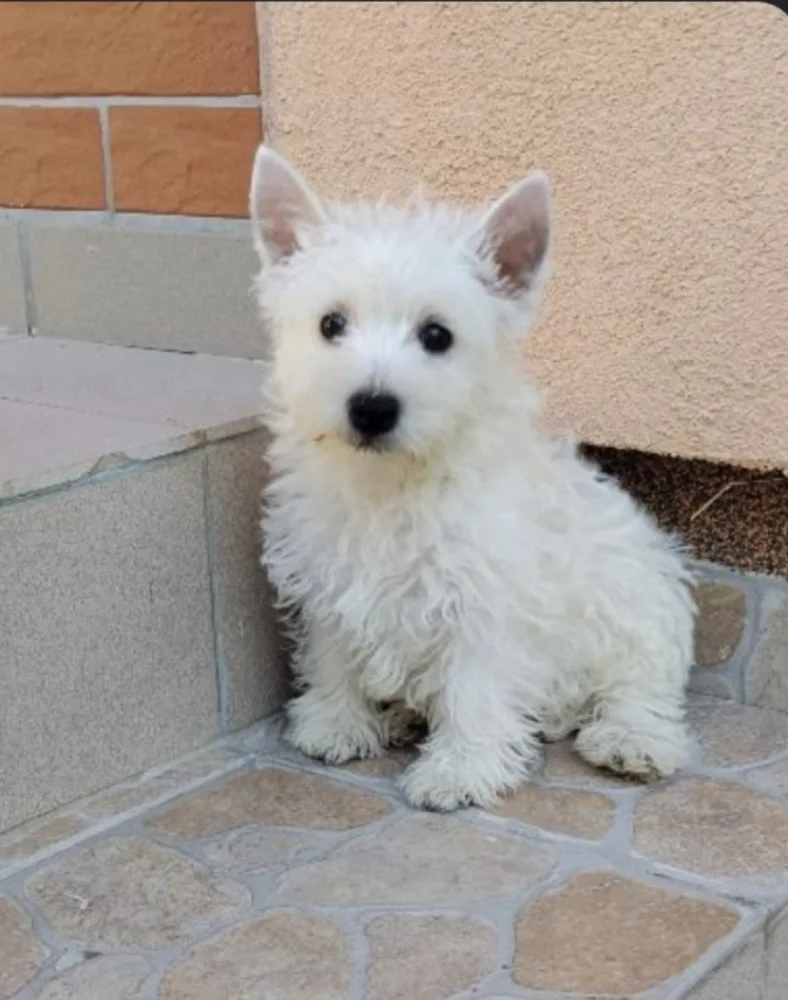 West Highland White Terrier puppies