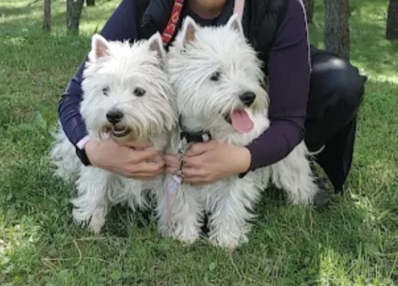West Highland White Terrier puppies 2